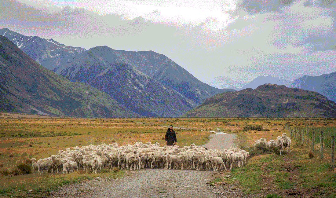 Sourcing the world’s most ethical wool