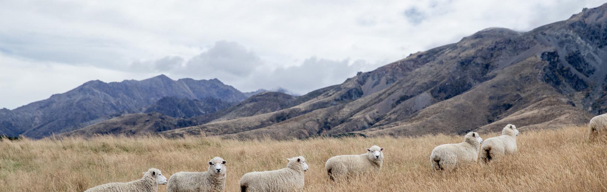 Our Wool | Glerups & glerups NZ